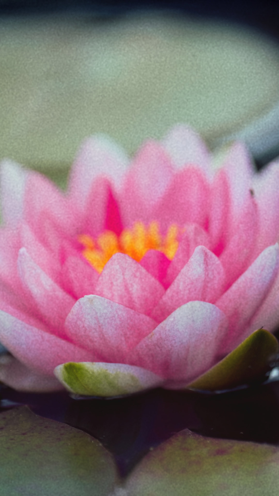 A pink flower in a pond