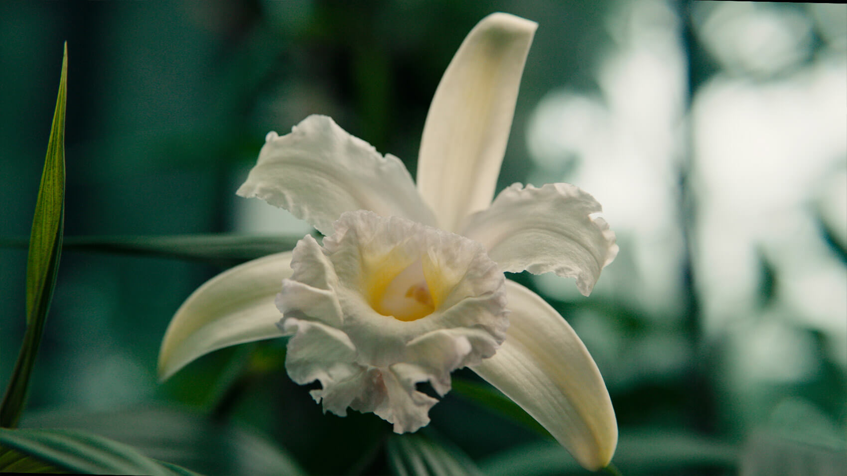 A close up of a white orchid at Kew Gardens.