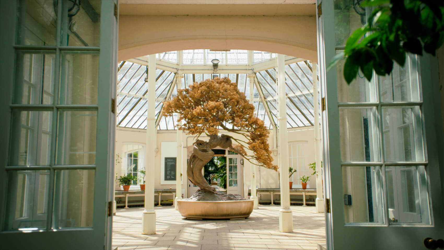 A Japanese bonsai tree at Kew Gardens in a greenhouse.